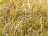 Vereinzelte Kornblumen im Kornfeld